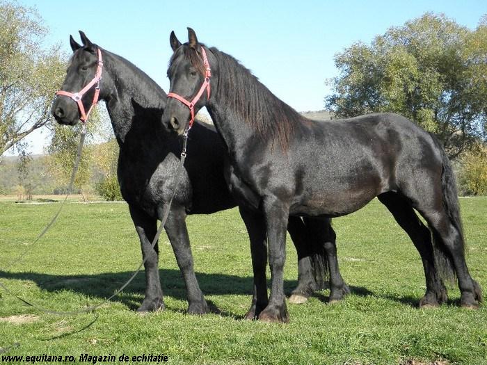 CAI DE VANZARE: IEPE SUPERBE, RASA FRIESIAN