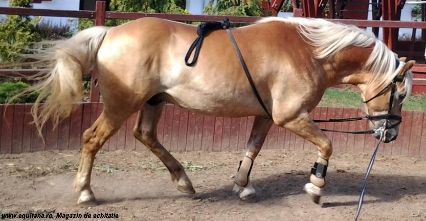 CAL DE VANZARE: RASA HAFLINGER