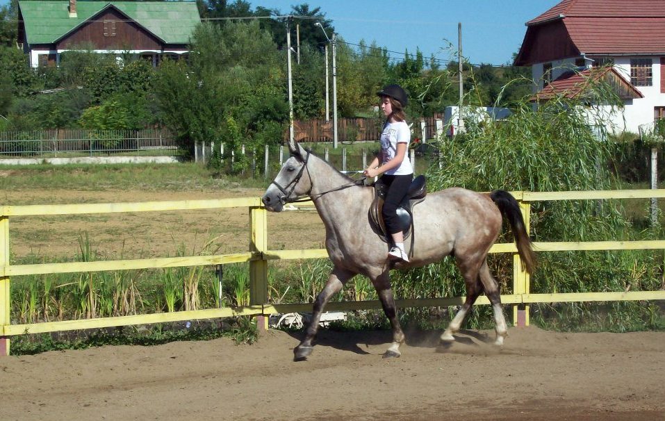 ASOCIAŢIA SPORTIVĂ ZEKI, REGHIN, JUDEŢUL MUREŞ