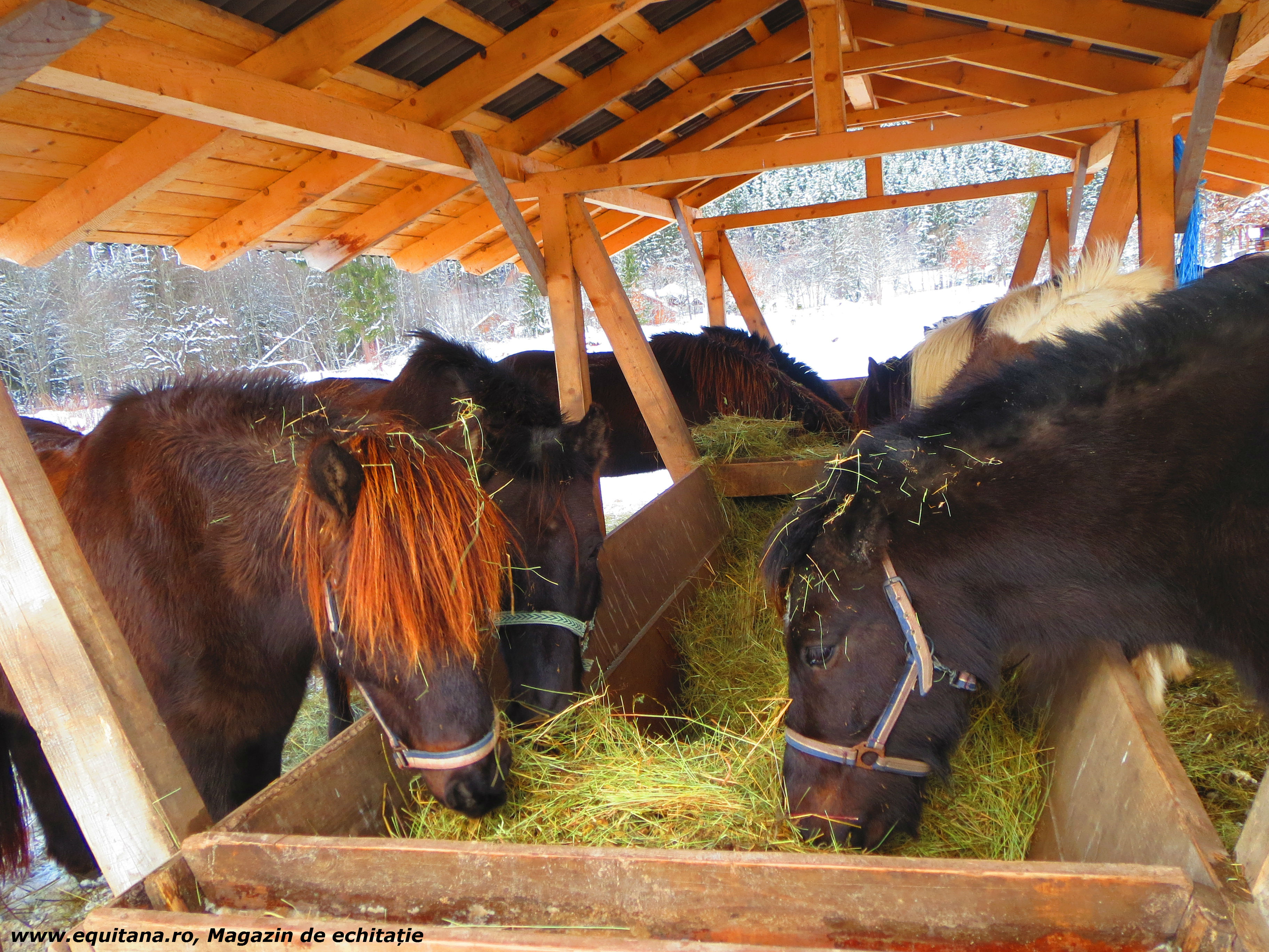 Echitaţie cu cai islandezi, Ivo Riding Ranch, jud. Harghita