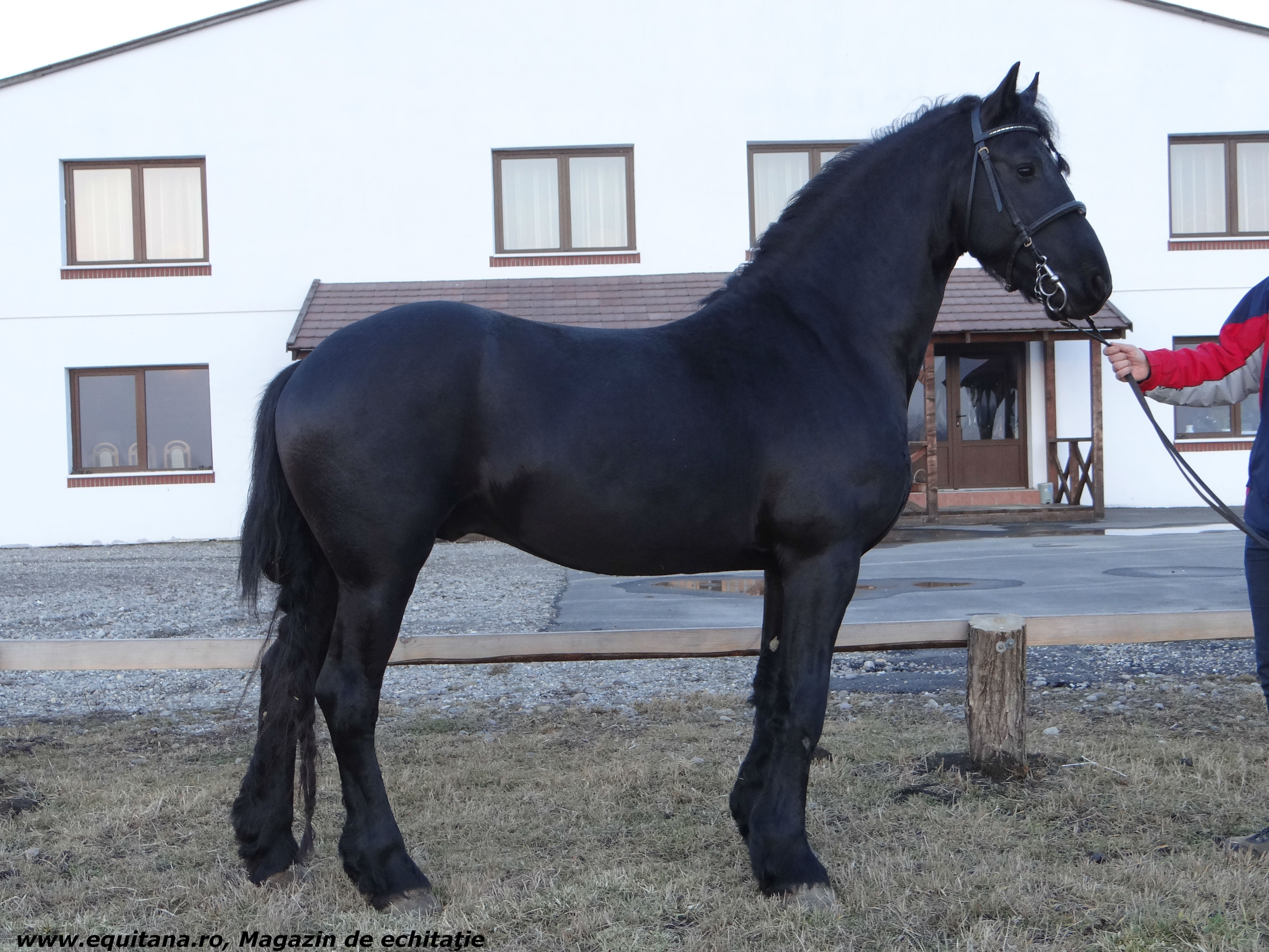 DE VÂNZARE: ARMĂSAR RASA FRIESIAN, 4 ANI