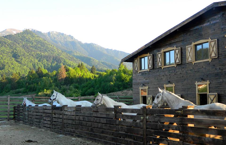 Maggie’s Ranch, Centru ecvestru în Valea Glăjăriei, jud. Brașov