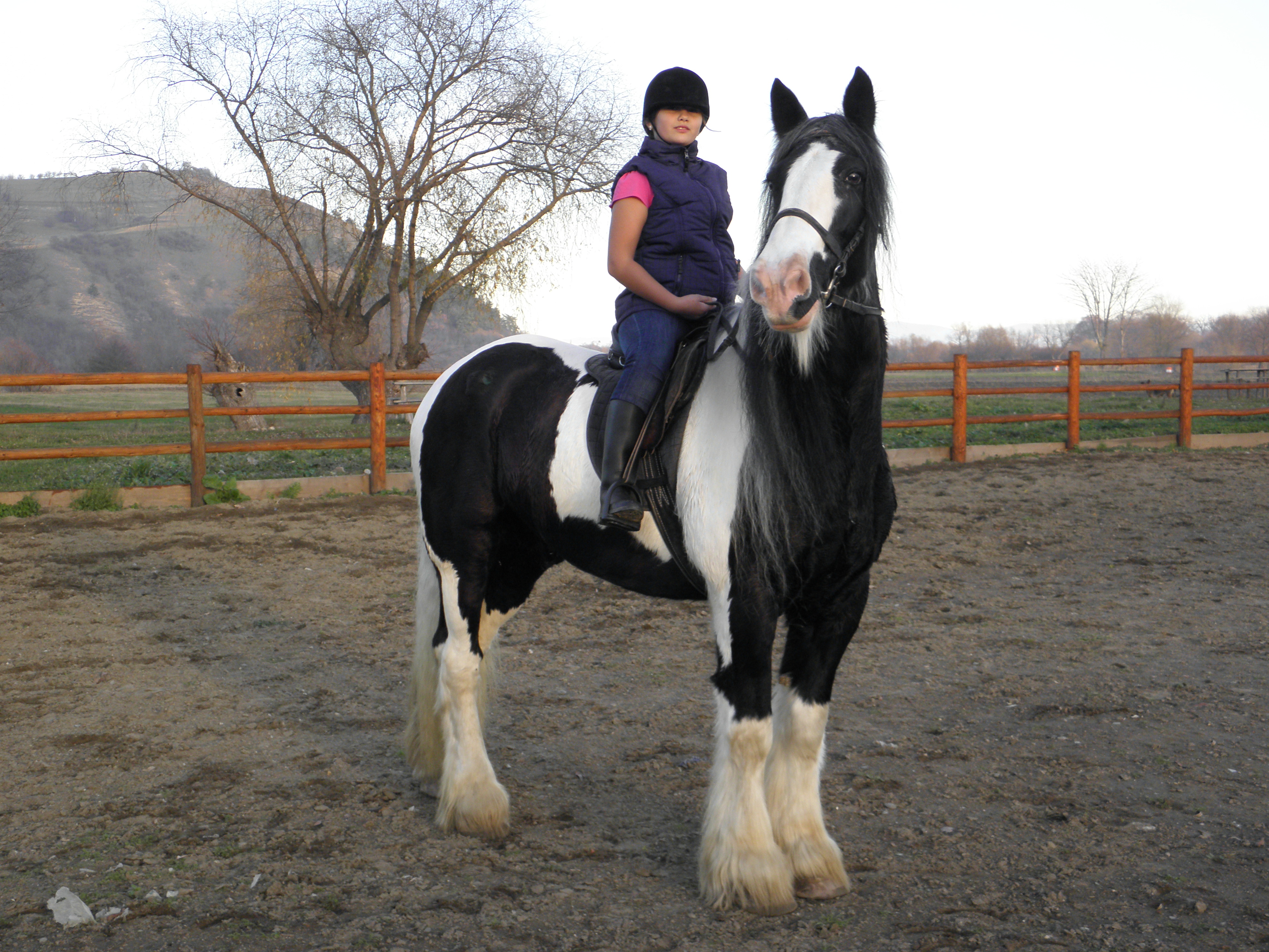 DE VÂNZARE: CAL RASA GYPSY VANNER