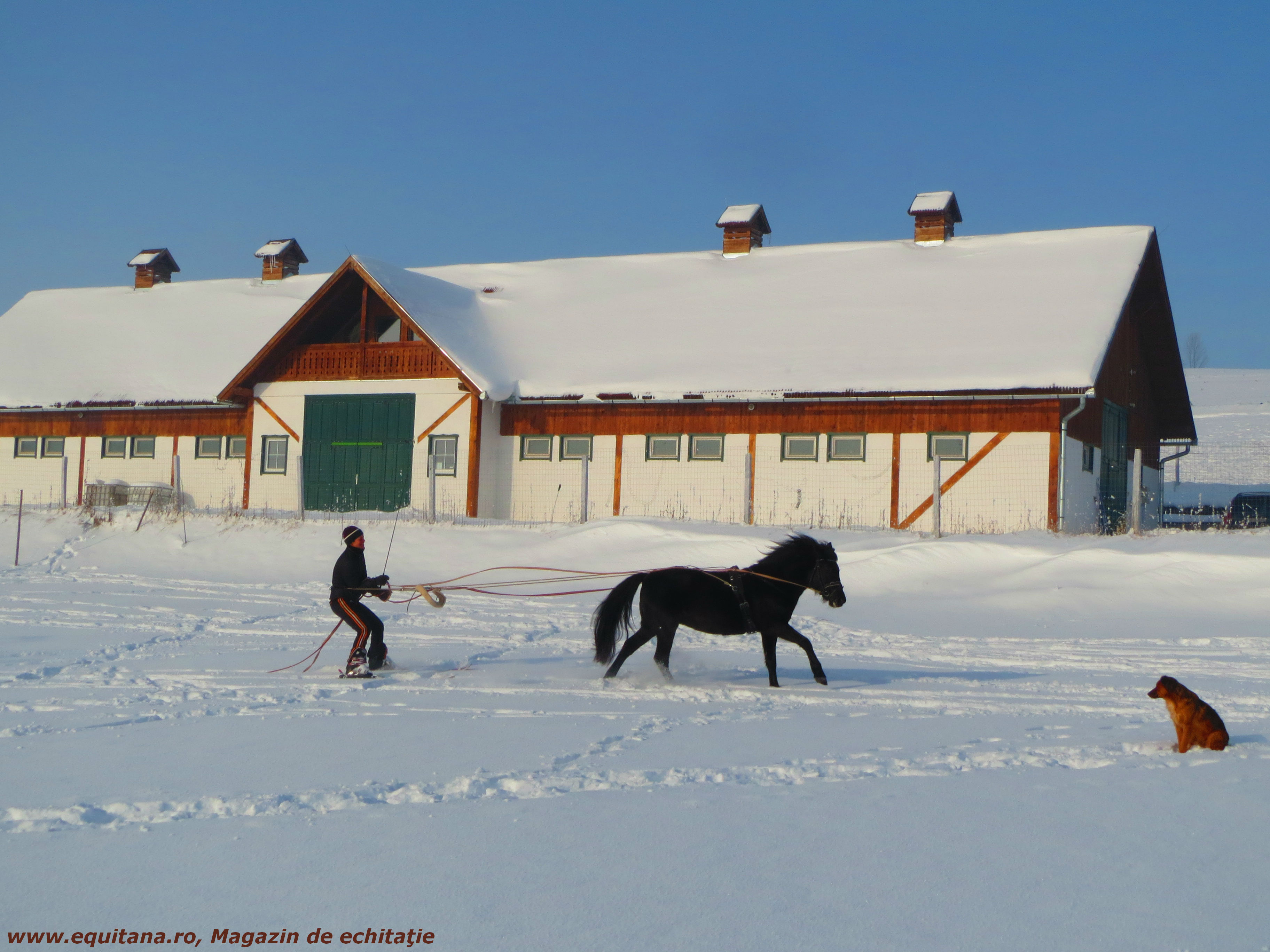 Sesiuni de “mângâiere a cailor” si Skijoring, Clubul Kavalliera din Jud. Harghita