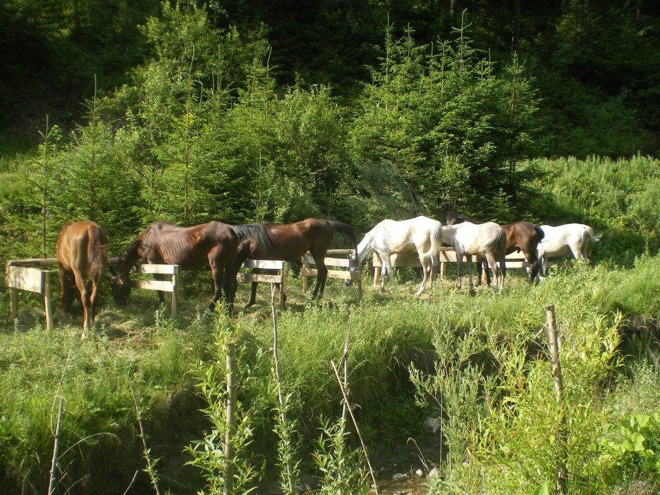 Centrul Ecvestru Gobé, Gheorgheni, județul Harghita