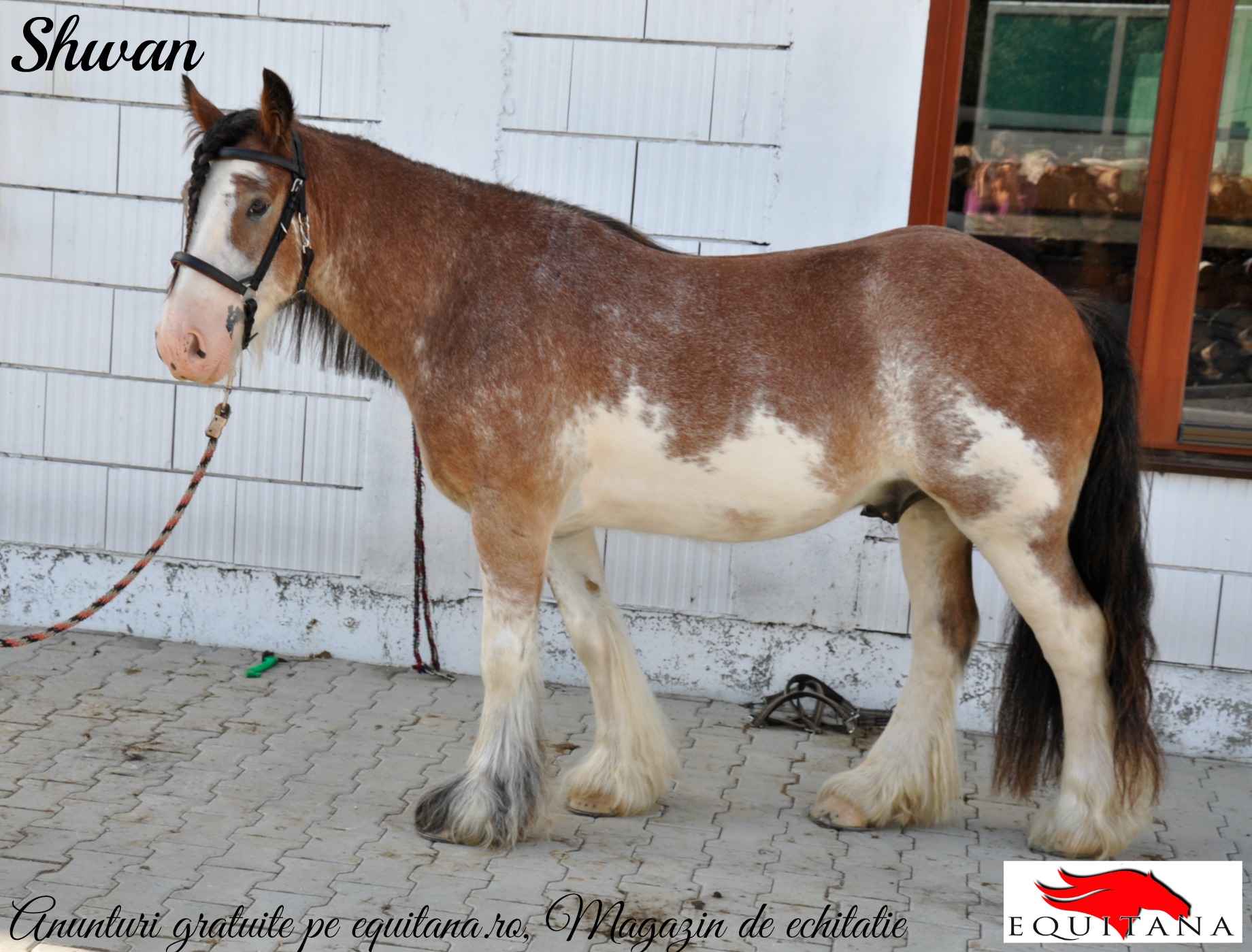 DE VÂNZARE: PONEI FJORD (NORWEGER) ŞI IRISH COB