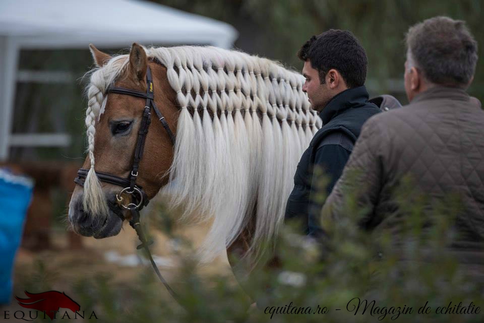 DE VÂNZARE: 2 cai rasa Haflinger