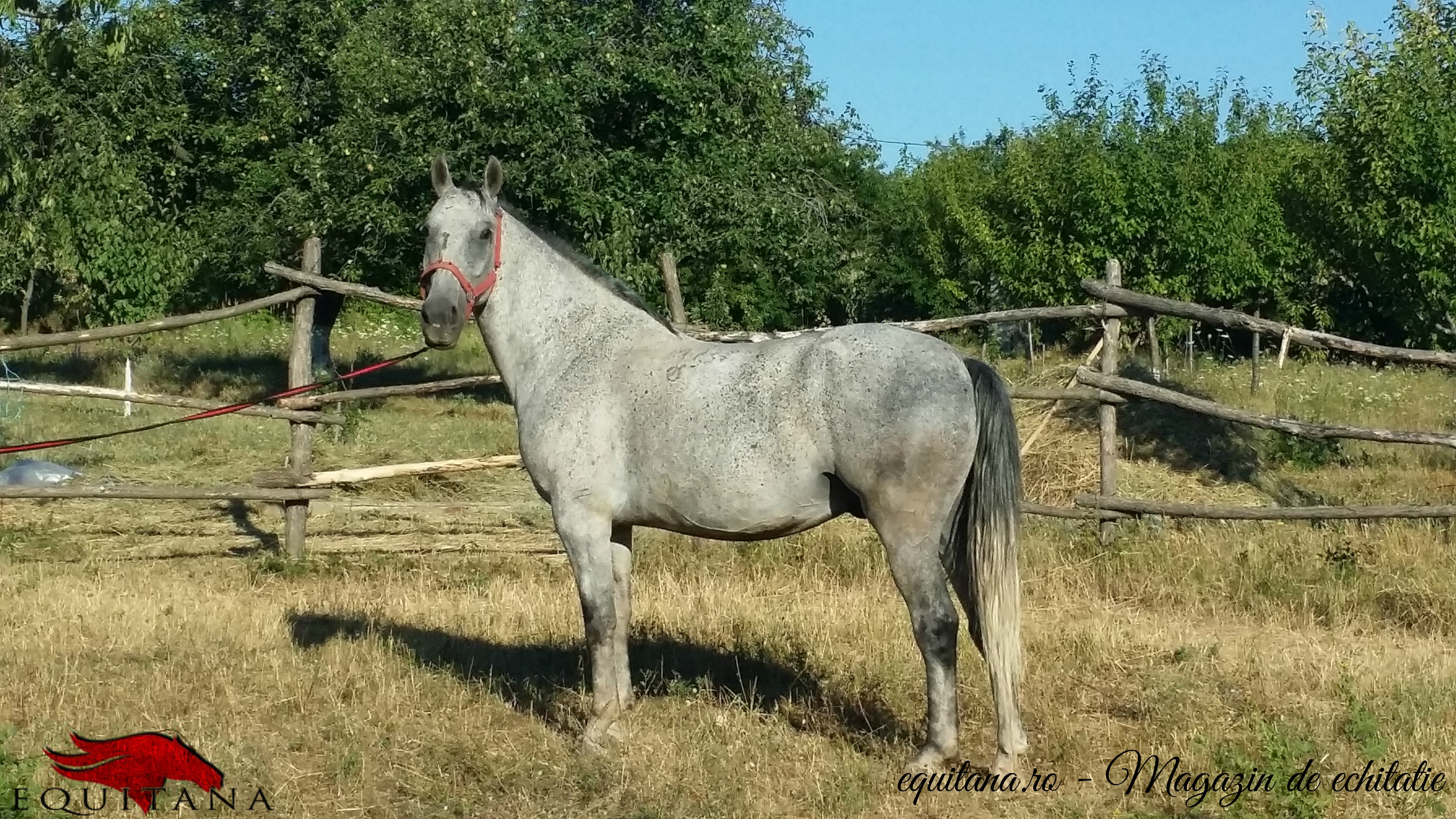 DE VÂNZARE: Cal lipiţan