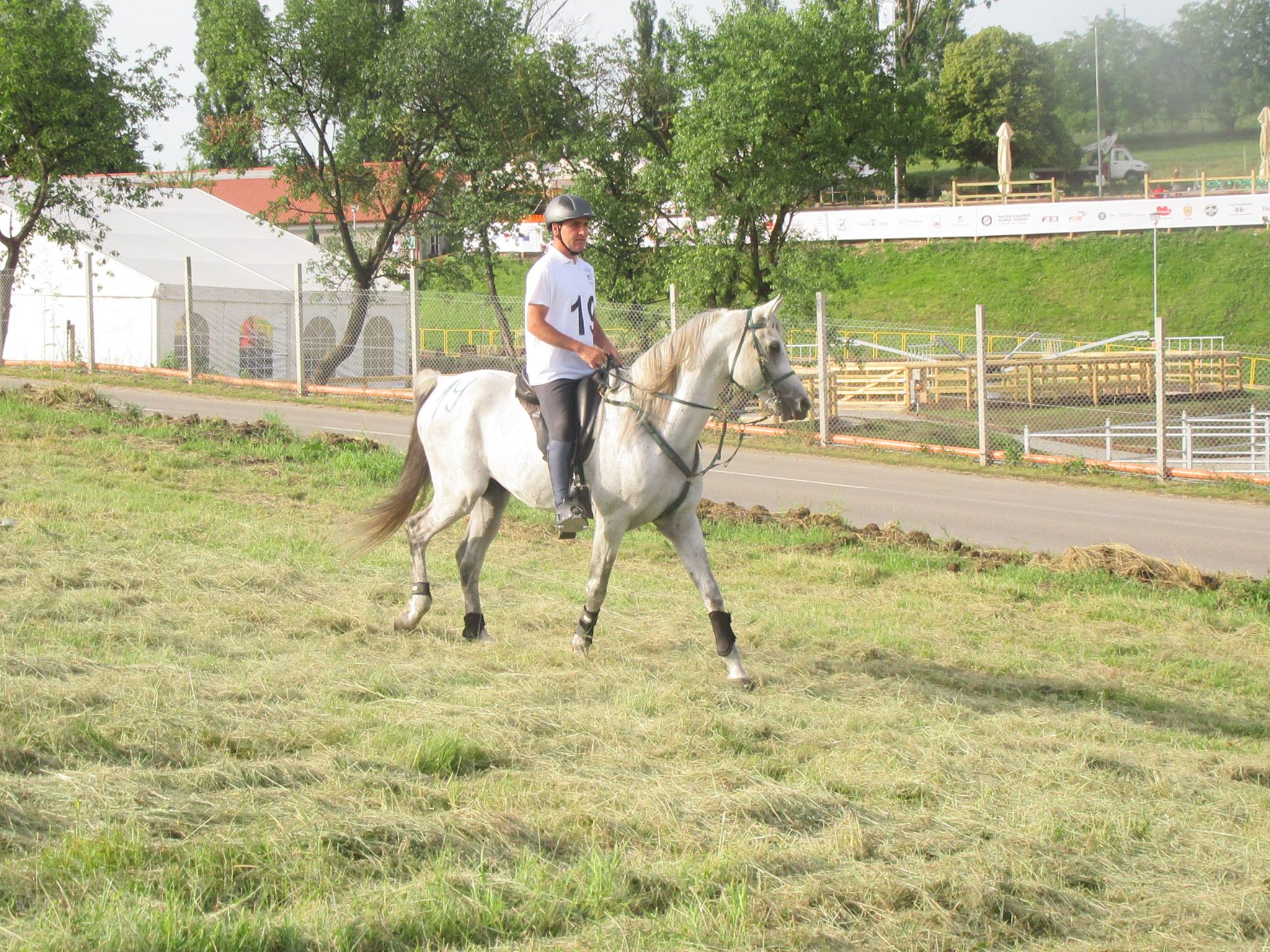 DE VÂNZARE:  ARMĂSAR PUR SÂNGE  ARAB