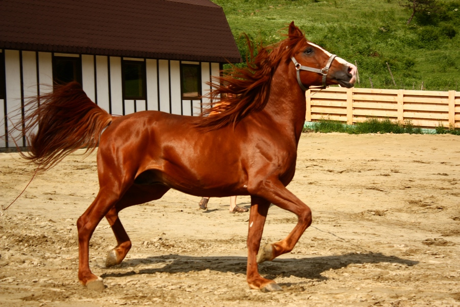 Curs de monitori la Centrul de Echitație Napoca Sport Horse, județul Cluj