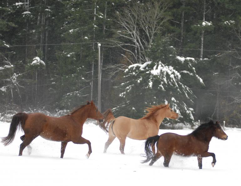 Hrănirea cailor pe timpul iernii
