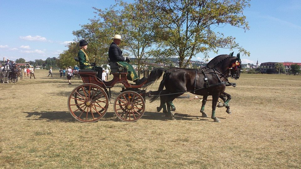 Campionatul național de atelaje cu doi cai, Bodoc, jud. Covasna