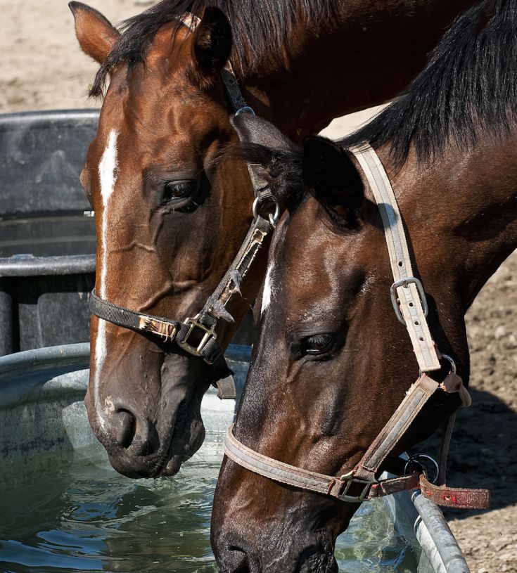 Pregătește-ți calul pentru vară: Hidratarea și stresul termic
