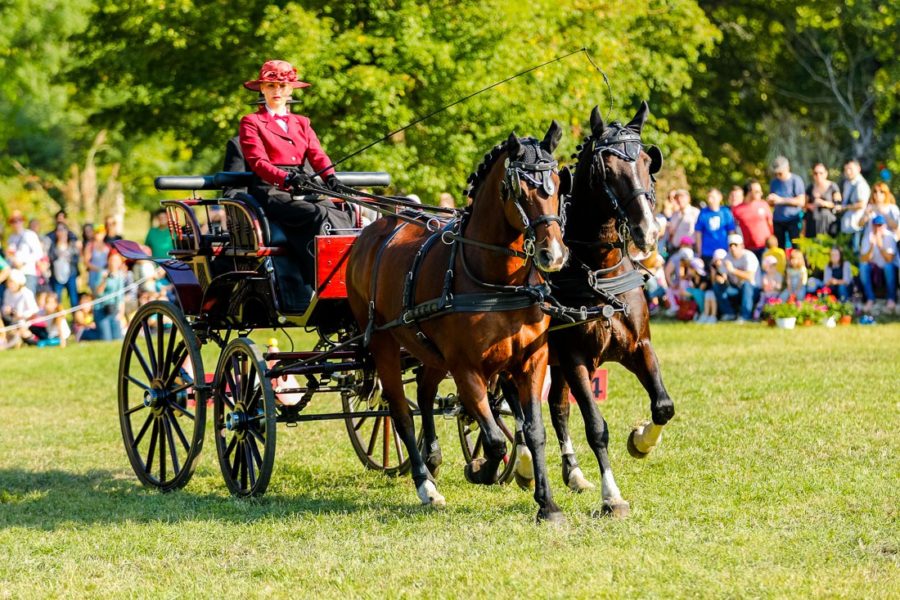 Finala campionatului național de atelaje cu 2 cai, Târgu Mureș