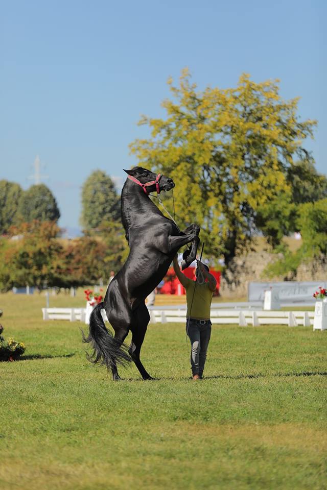 Retrospectiva Karpatia Horse Show 2018