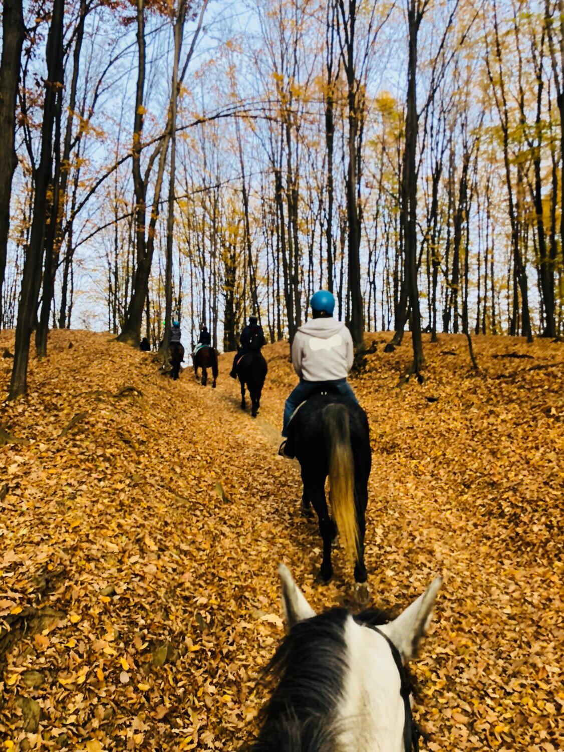 Centrul ecvestru Husar, Slănic, jud. Prahova