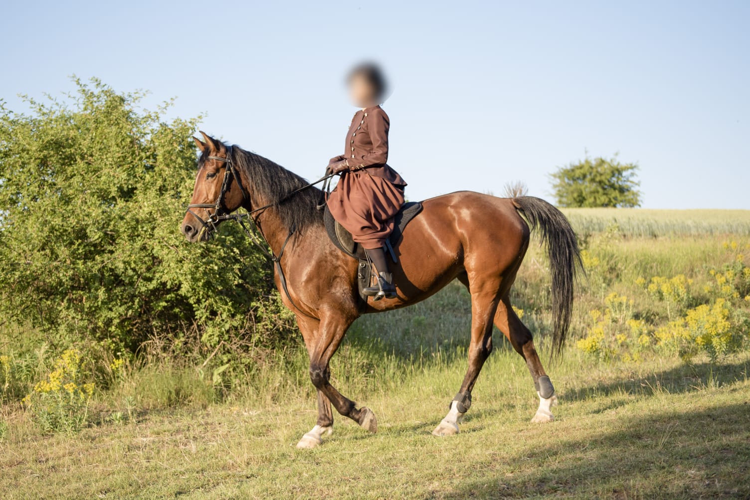 DE VÂNZARE: IAPĂ SHAGYA ARAB