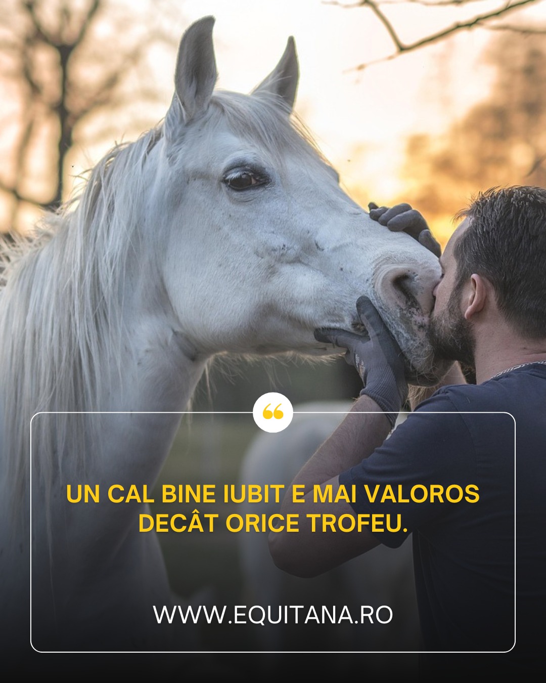 Îmbunătățește performanța calului tău cu alegeri înțelepte!