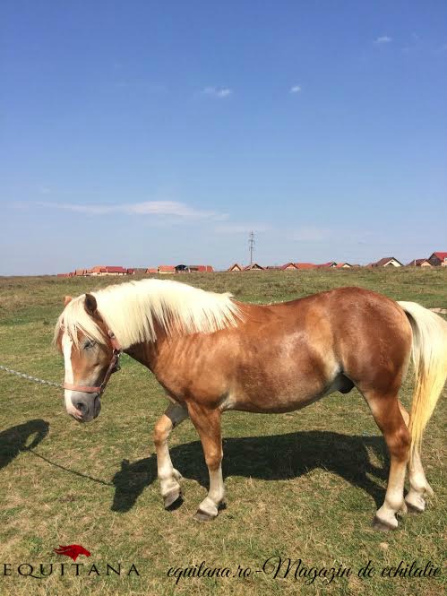 De vânzare: Haflinger