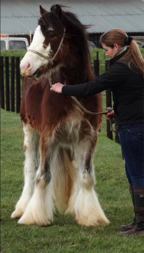 De vânzare: Armăsari Gypsy Vanner