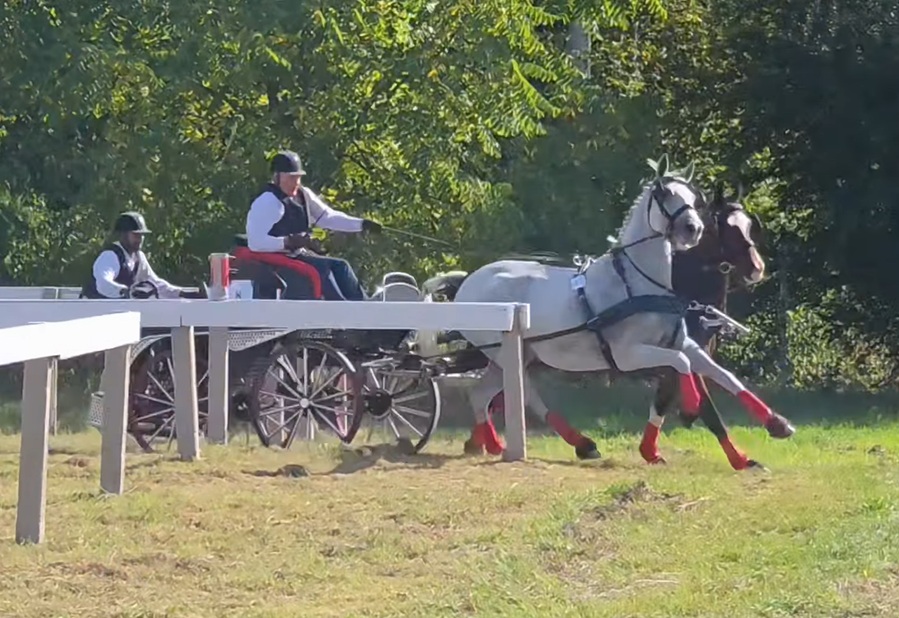 Un weekend „tare” pentru sportul ecvestru: s-a încheiat și Finala Campionatului Național de Atelaje cu doi cai (Târgu Mureș)