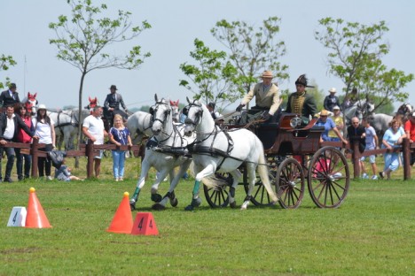 Campionatul Naţional de Atelaje cu doi cai, Etapa a II-a