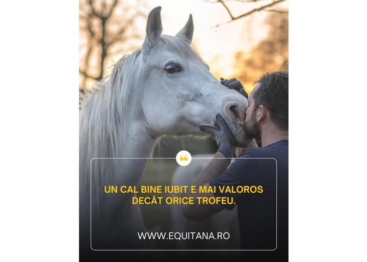 Îmbunătățește performanța calului tău cu alegeri înțelepte!