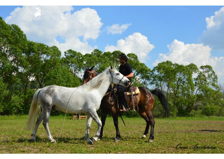 Programul Caii României la Transylvania Horse Show 2015