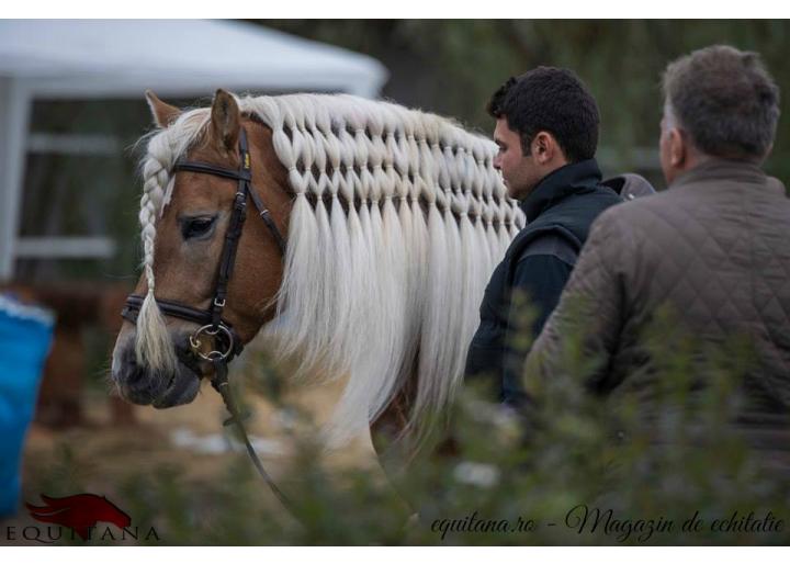 DE VÂNZARE: 2 cai rasa Haflinger