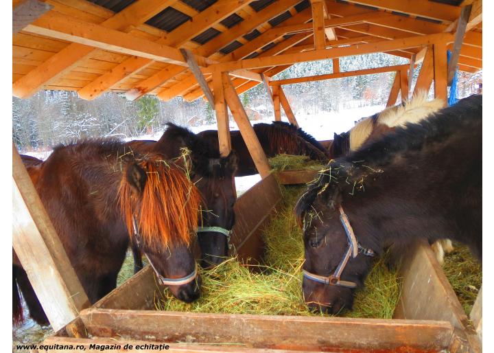 Echitaţie cu cai islandezi, Ivo Riding Ranch, jud. Harghita