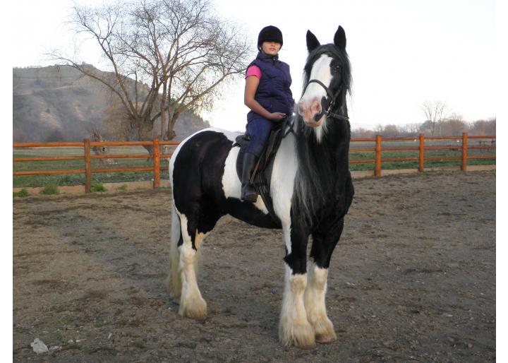 DE VÂNZARE: CAL RASA GYPSY VANNER