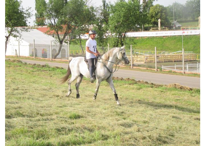 DE VÂNZARE:  ARMĂSAR PUR SÂNGE  ARAB