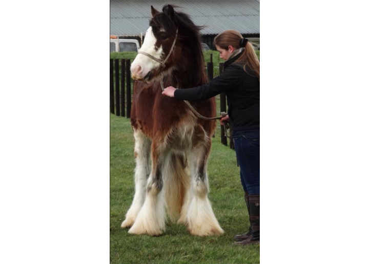 De vânzare: Armăsari Gypsy Vanner