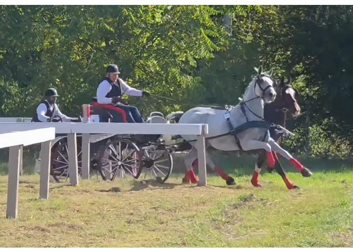 Un weekend „tare” pentru sportul ecvestru: s-a încheiat și Finala Campionatului Național de Atelaje cu doi cai (Târgu Mureș)
