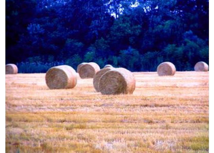 De vânzare: baloţi de lucernă