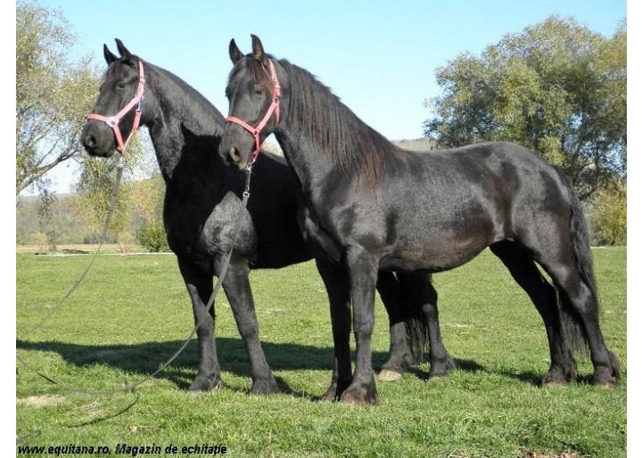 CAI DE VANZARE: IEPE SUPERBE, RASA FRIESIAN