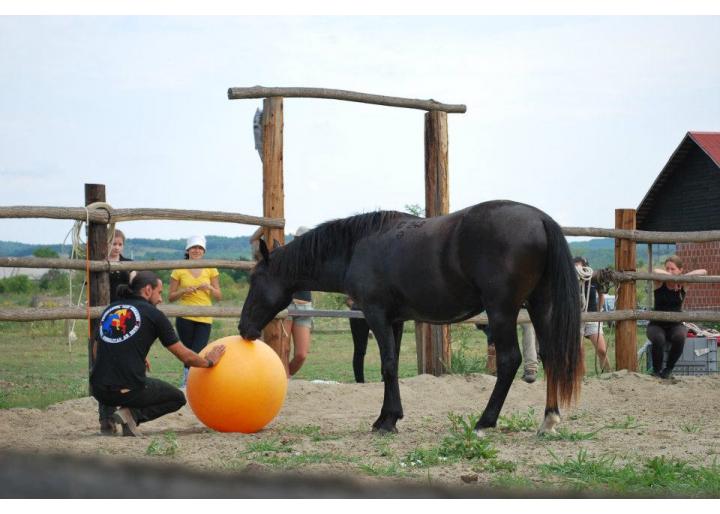 Cai în antrenament, Programul Caii României: Deburajul calului 
