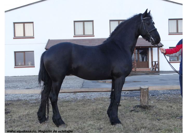 DE VÂNZARE: ARMĂSAR RASA FRIESIAN, 4 ANI