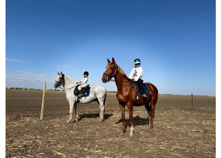 DE VÂNZARE: Doi cai (lipițan &Selle Français) cu pașaport, pedigree +șei 