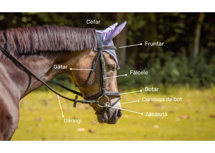 Cum alegem frâul potrivit? #EducațieÎnEchitație