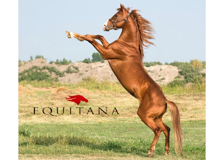 Coadă și coamă lungi și mătăsoase? Nicio problemă! #EducațieÎnEchitație