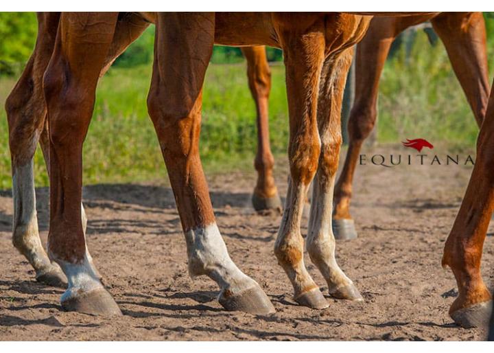Cum îngrijim copitele? #EducațieÎnEchitație