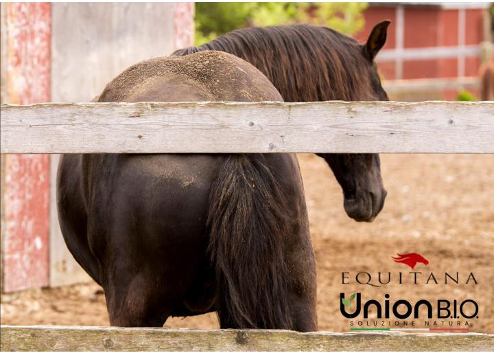 Dermatita de vară - prevenție și combatere, #EducațieÎnEchitație