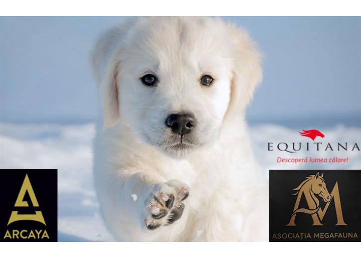ARCAYA Festival - primul festival caritabil pentru animale!