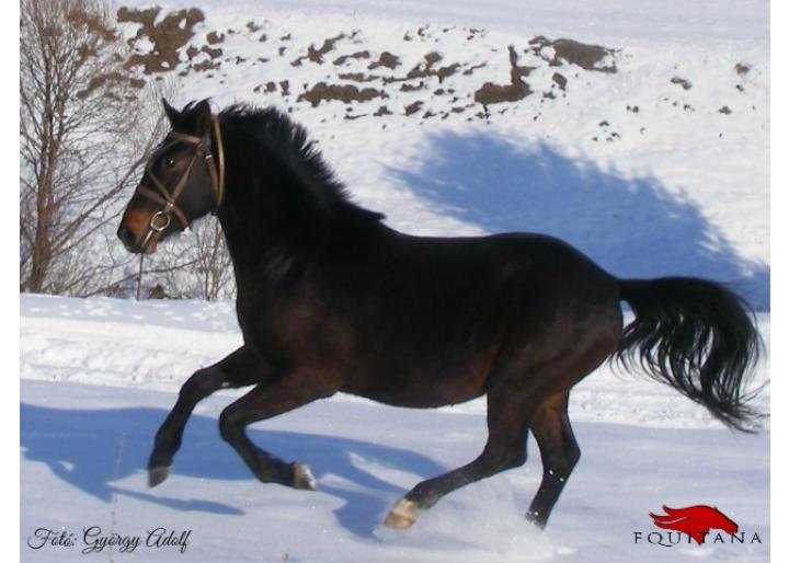 Îngrijirea cailor pe timpul iernii 