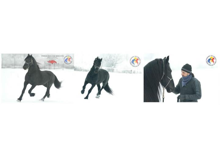 Cai în antrenament, Programul Caii României: Redeburajul unui cal matur