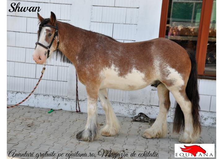 DE VÂNZARE: PONEI FJORD (NORWEGER) ŞI IRISH COB