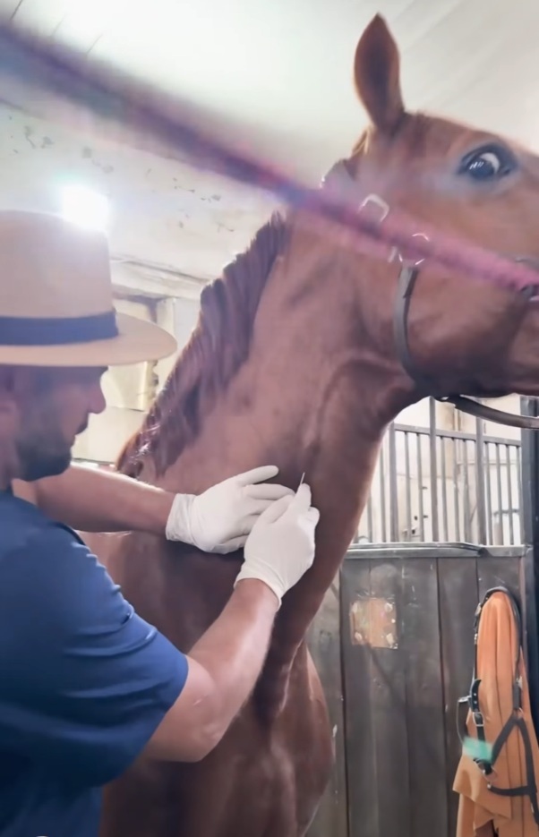 [VIDEO / Dr.Răileanu] De ce analizele de sânge sunt baza performanței ecvine – și cum te pot salva de cheltuieli inutile