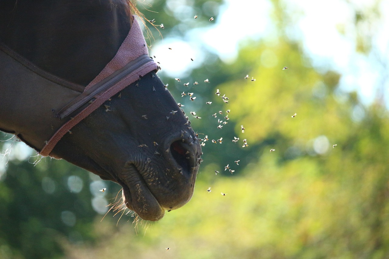 Soluții antiinsecte pentru cai: cu prezentare video 