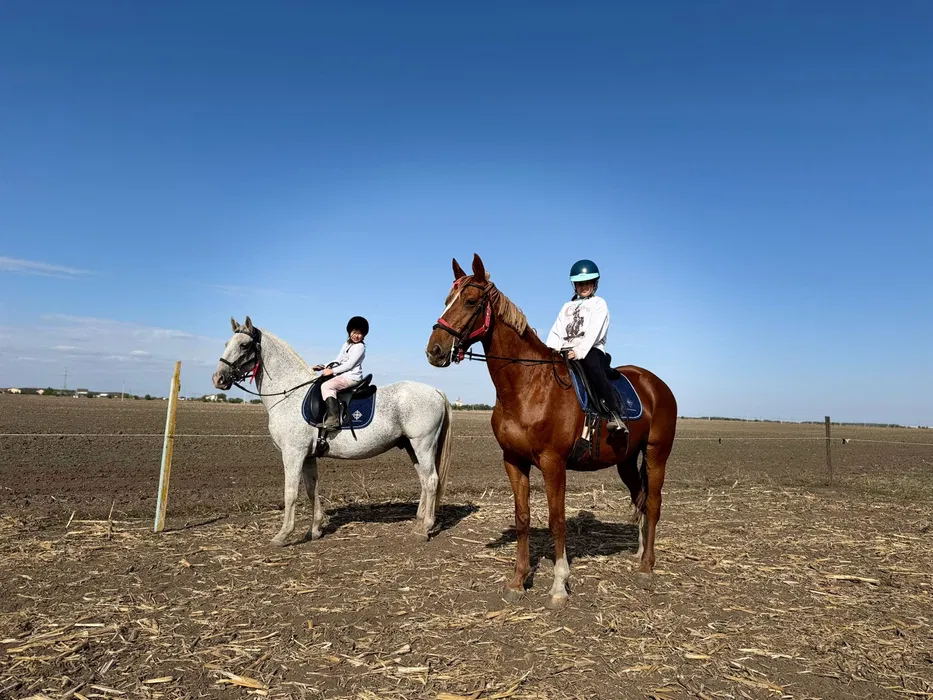 DE VÂNZARE: Doi cai (lipițan &Selle Français) cu pașaport, pedigree +șei 